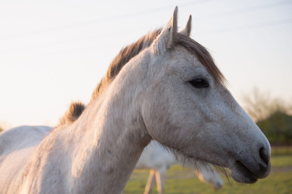 Goose, a small Quarter Horse mare, standing outdoors at Hidden Pastures