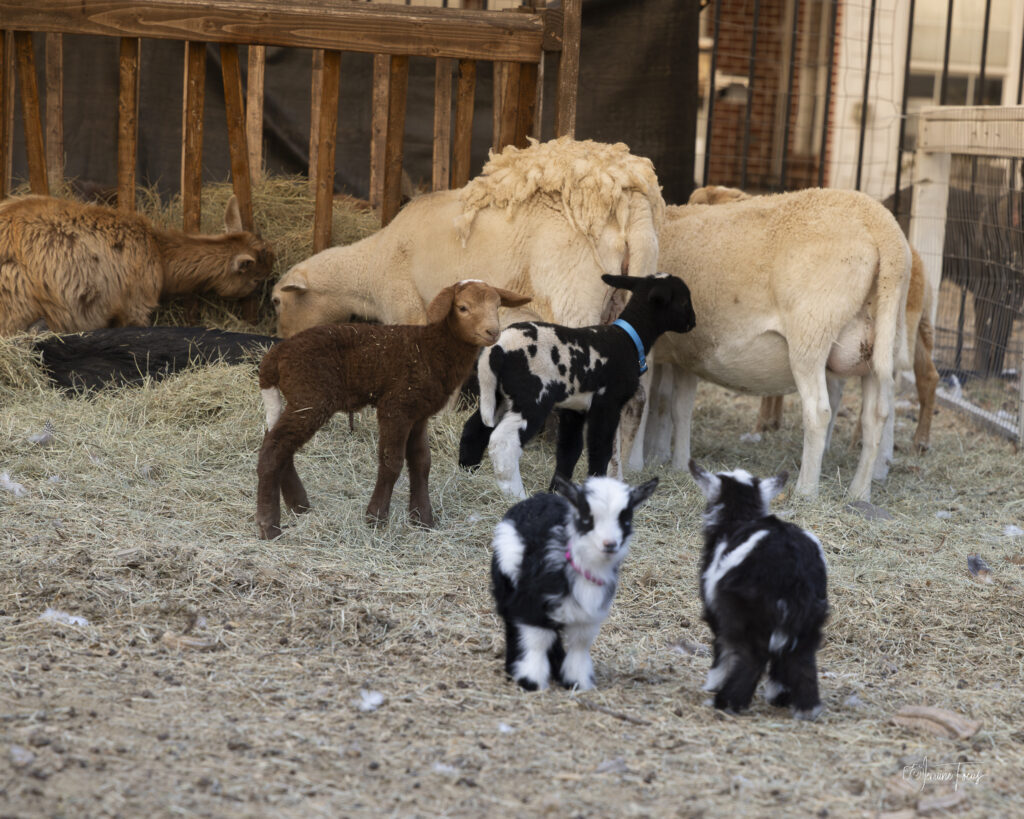 Sheep and baby goats together in the barn at Hidden Pastures