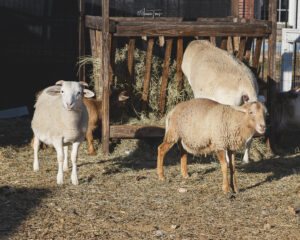 Sheep gathered at a feeder at Hidden Pastures
