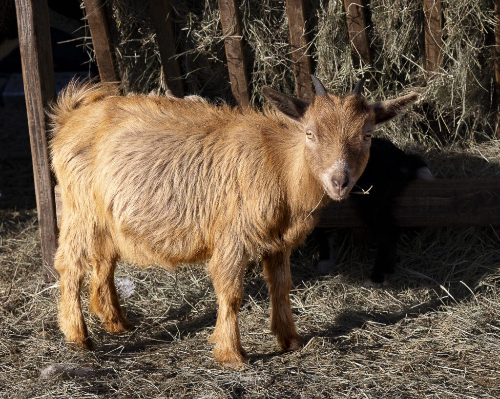 A brown goat eating hay at Hidden Pastures