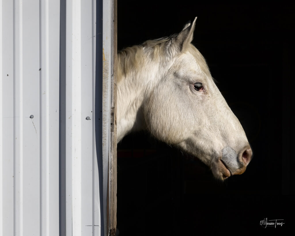 Comanche, a black and white Paint Horse with heterochromia, standing outdoors at Hidden Pastures