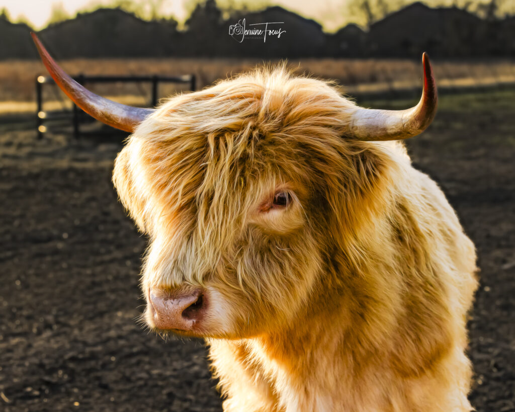 Golden Child, known as GC, one of the cattle at Hidden Pastures