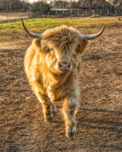 A Highland cattle standing outdoors at Hidden Pastures