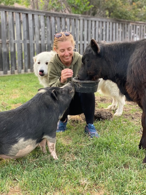 A volunteer feeding pigs alongside a dog at Hidden Pastures