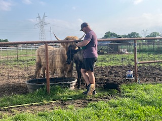 A volunteer working with cattle at Hidden Pastures