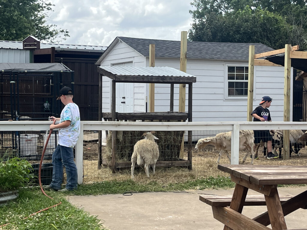 Camper near the animal pens caring for sheep and goats at Hidden Pastures Spring Break Farm Camp
