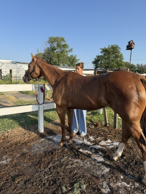 Medusa, known as Maddie, at Hidden Pastures