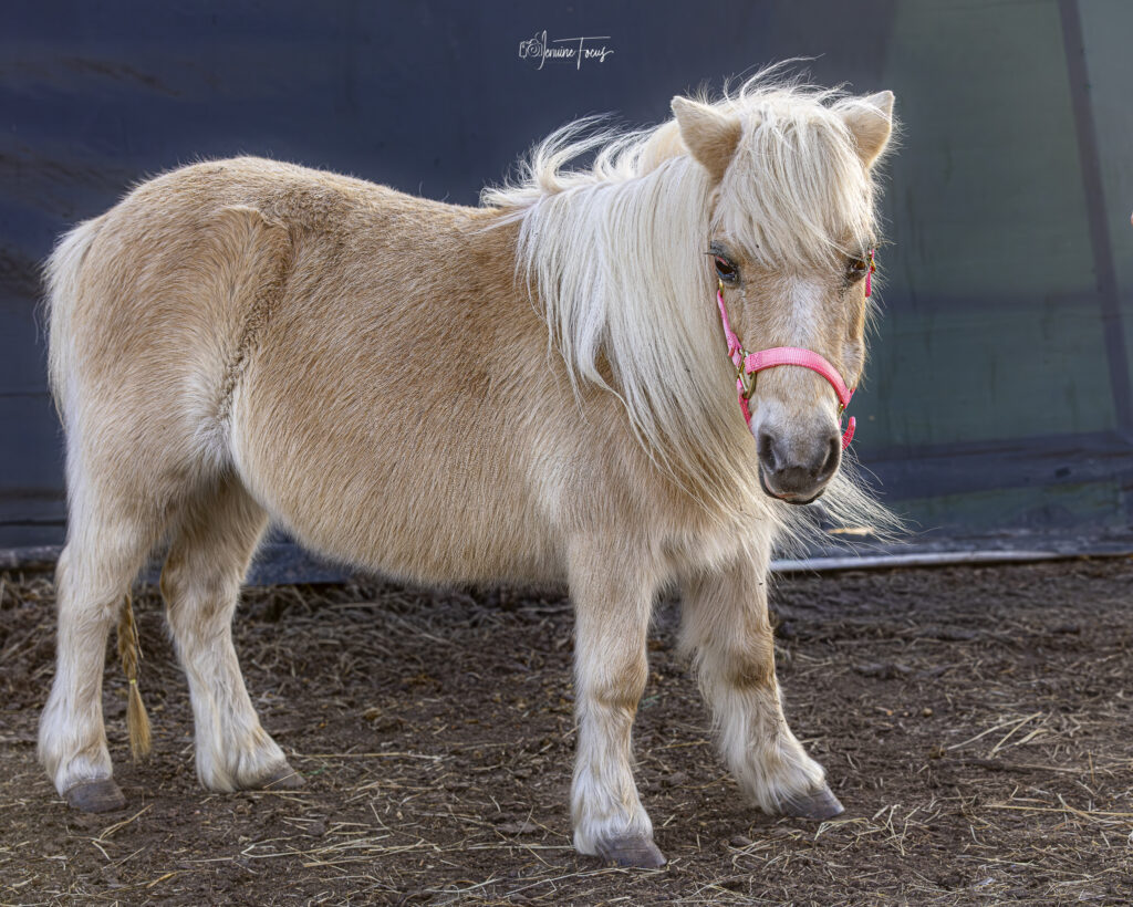 A miniature horse standing outdoors at Hidden Pastures