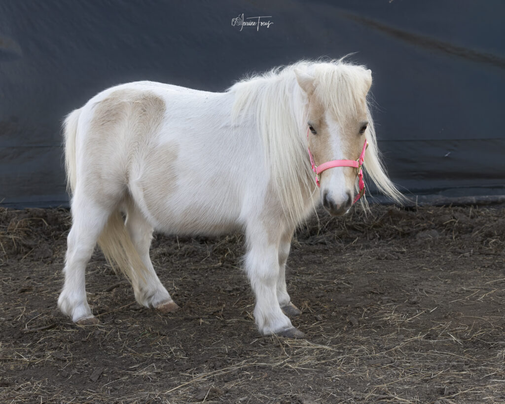 Miniature pony at Hidden Pastures, part of the Cultivate: Reading & Confidence program