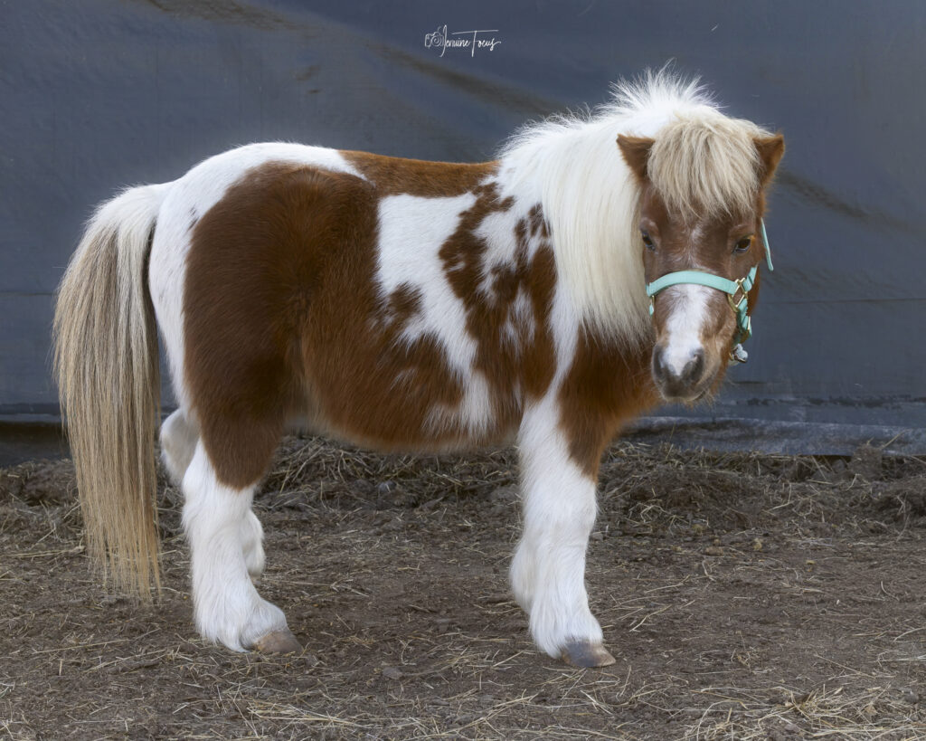 Peanut, one of the miniature horses at Hidden Pastures