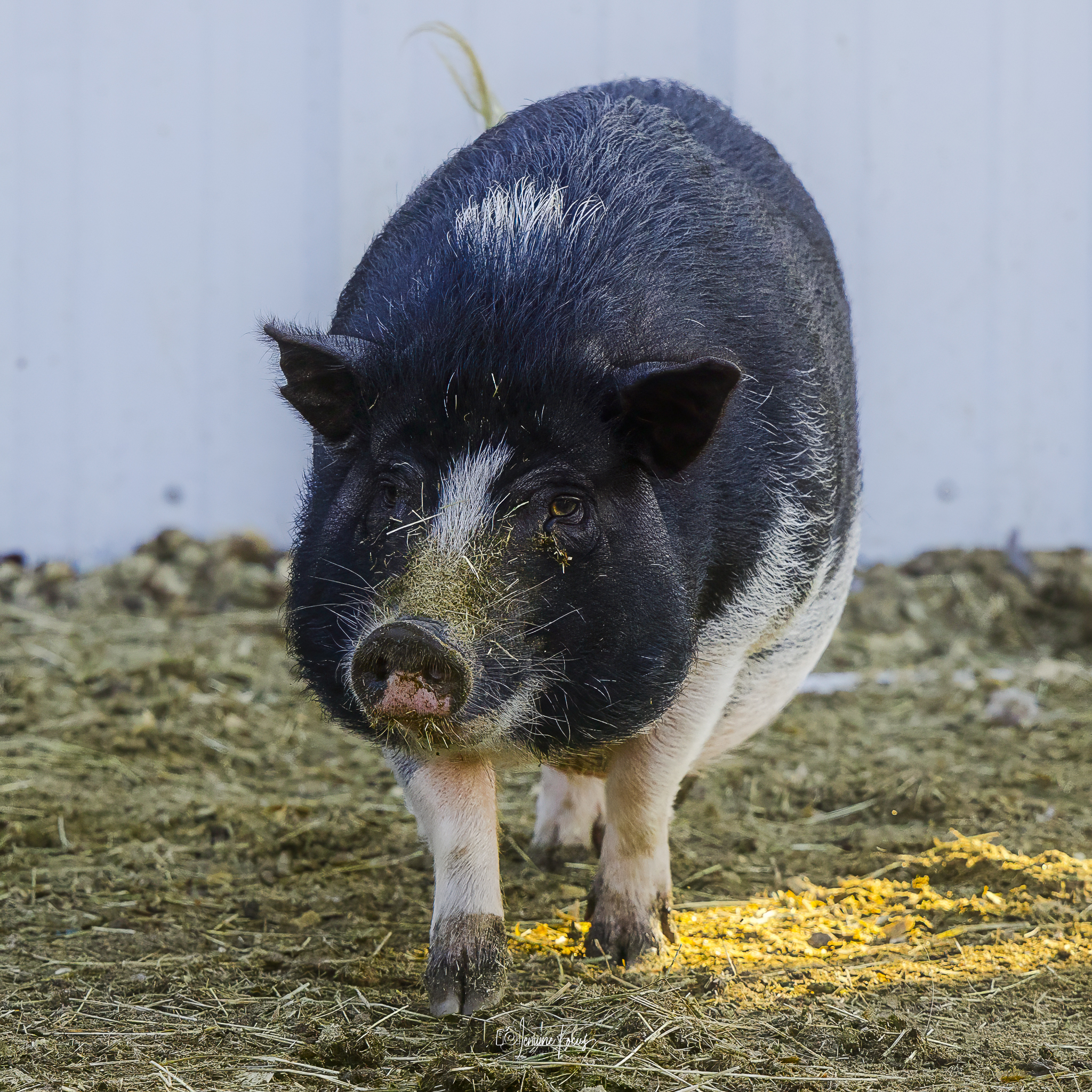 Petunia the pig at Hidden Pastures