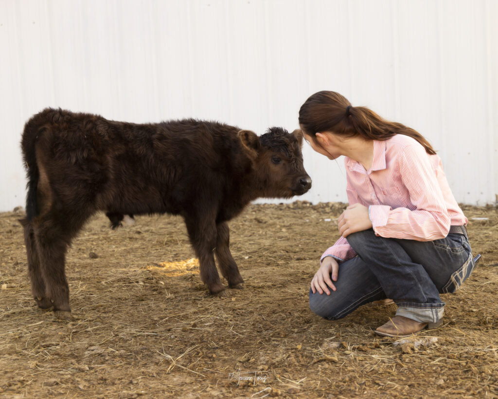 A young calf with a person kneeling beside it at a Hidden Pastures Seasonal Farm Camp