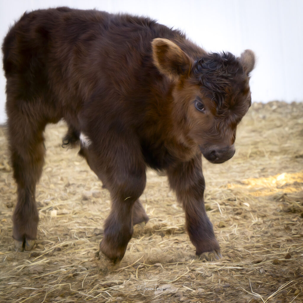 Rowan, one of the cattle at Hidden Pastures