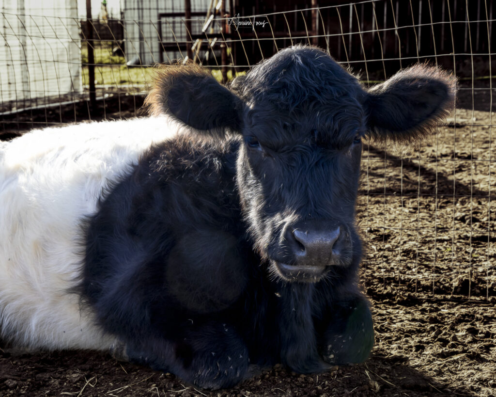 Bonnie, one of the cattle at Hidden Pastures