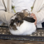 Rabbits at Hidden Pastures