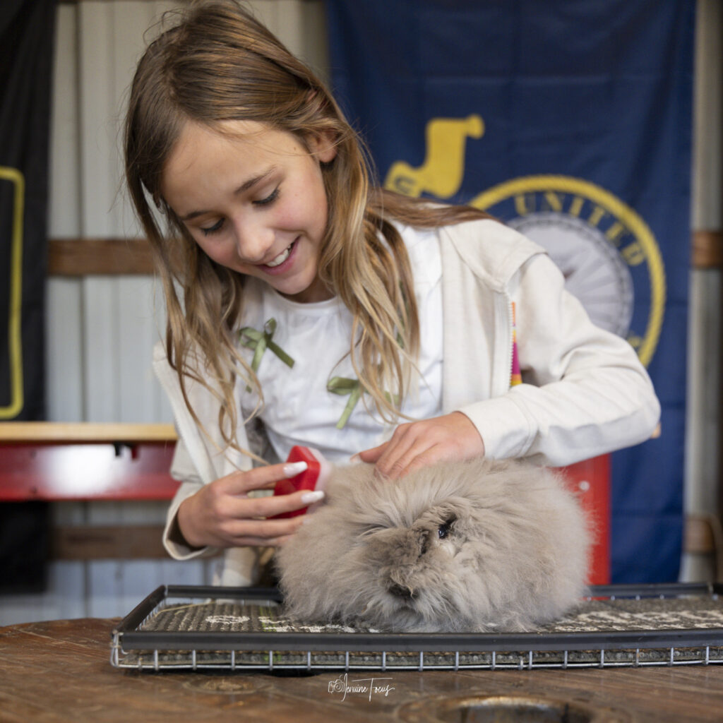 Child grooming an Angora rabbit at a Hidden Pastures Farm Club session