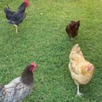 Chickens at Hidden Pastures