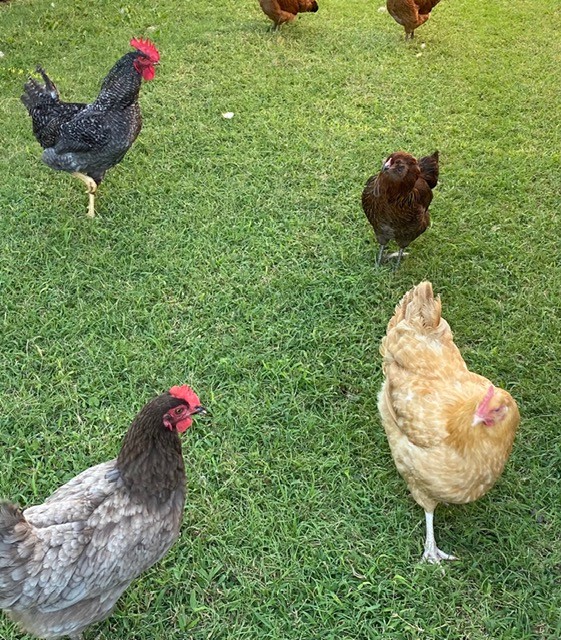 Chickens at Hidden Pastures