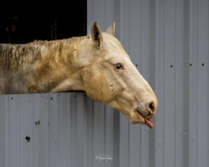 Close-up of a horse's face in the barn at Hidden Pastures