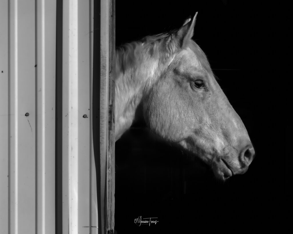 Black and white photo of a horse looking out from the barn at Hidden Pastures