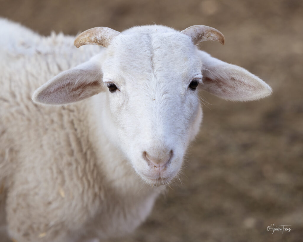 A white sheep with horns looking at the camera at Hidden Pastures