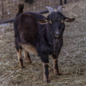 Goats at Hidden Pastures