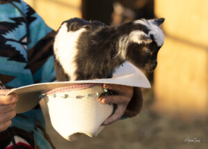 A goat wearing a cowboy hat at Hidden Pastures Animal Visits