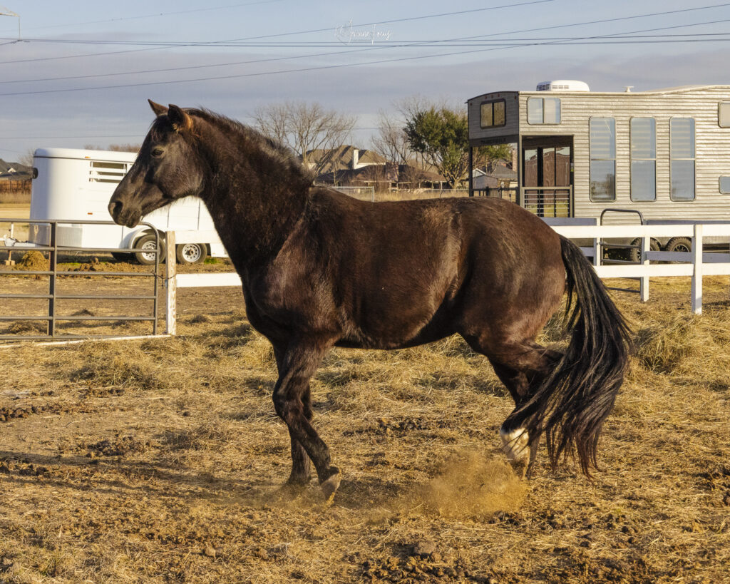 Lucky, a Rocky Mountain Horse, standing outdoors at Hidden Pastures