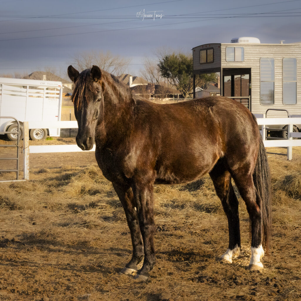 Lucky, a Rocky Mountain Horse mare, at Hidden Pastures