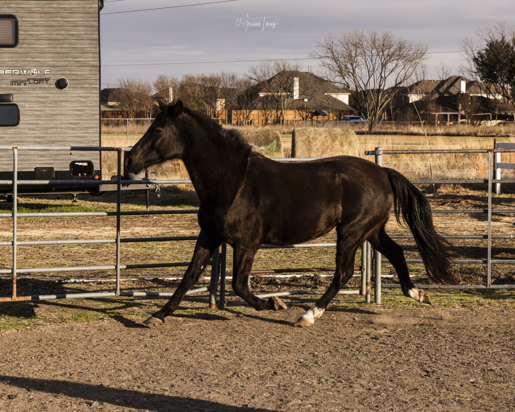 Lucky the horse moving through the paddock at Hidden Pastures