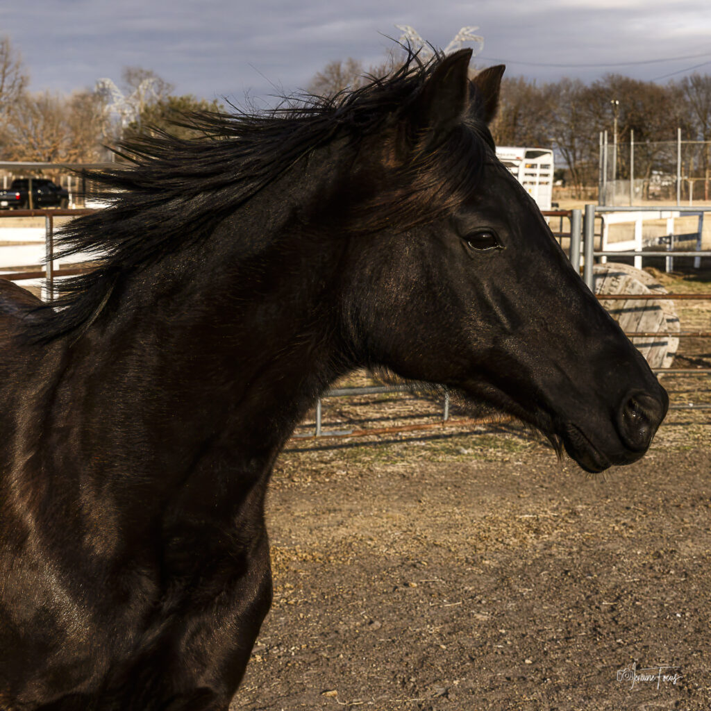Lucky, a black Rocky Mountain Horse mare, standing outdoors with her mane blowing in the wind at Hidden Pastures