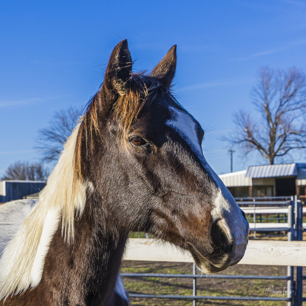 Mattis, a Paint Horse, at Hidden Pastures