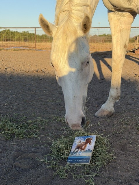 Comanche the horse at Hidden Pastures