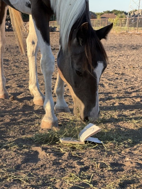 Mattis the horse at Hidden Pastures